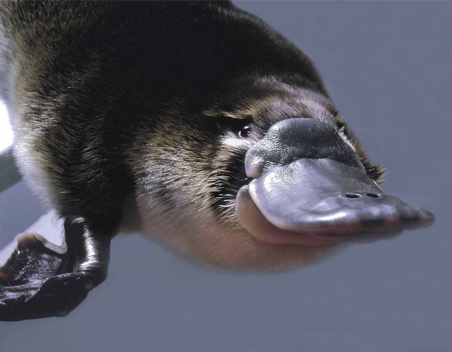 морда Platypus