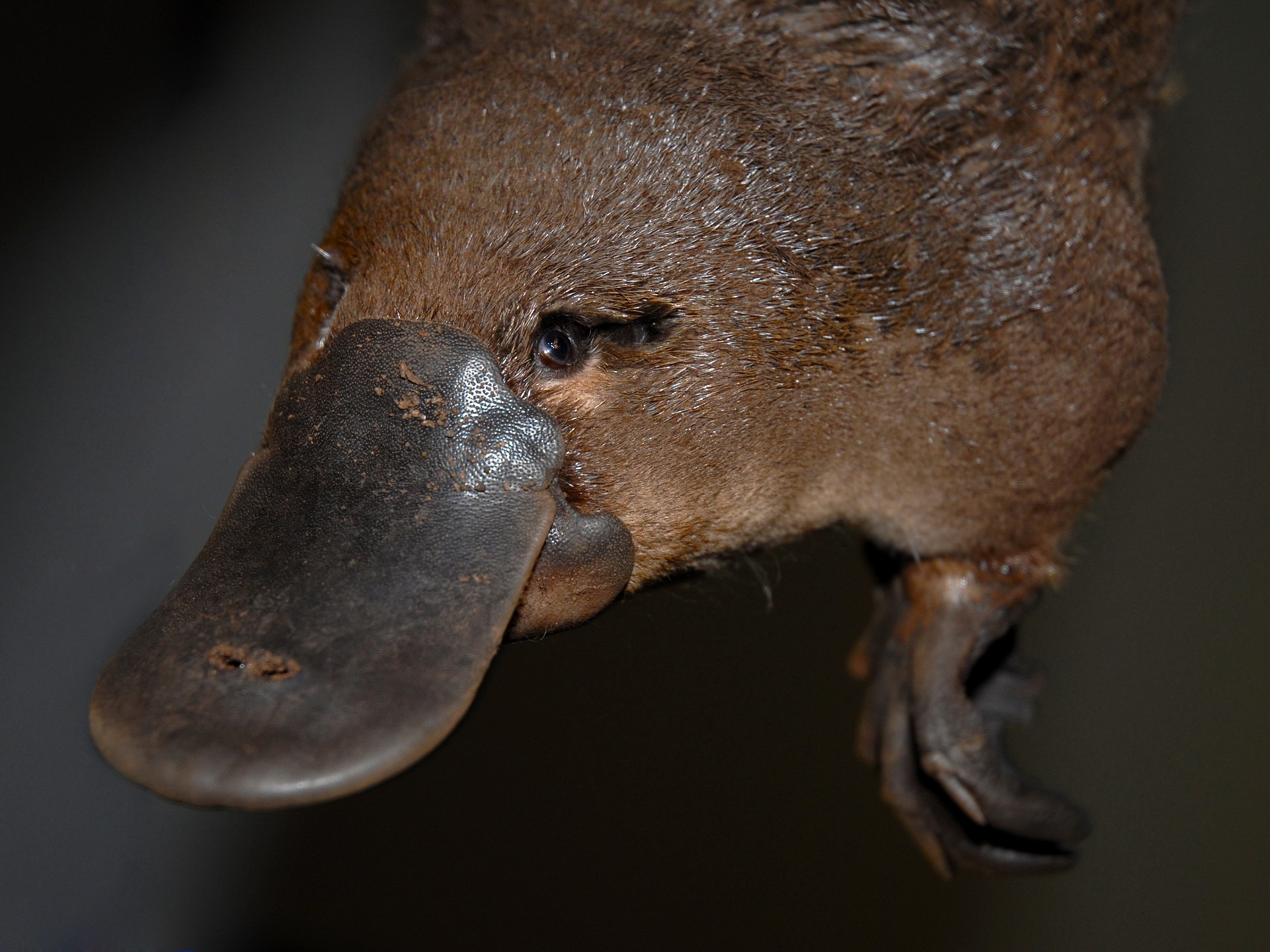 Paʻi kiʻi platypus