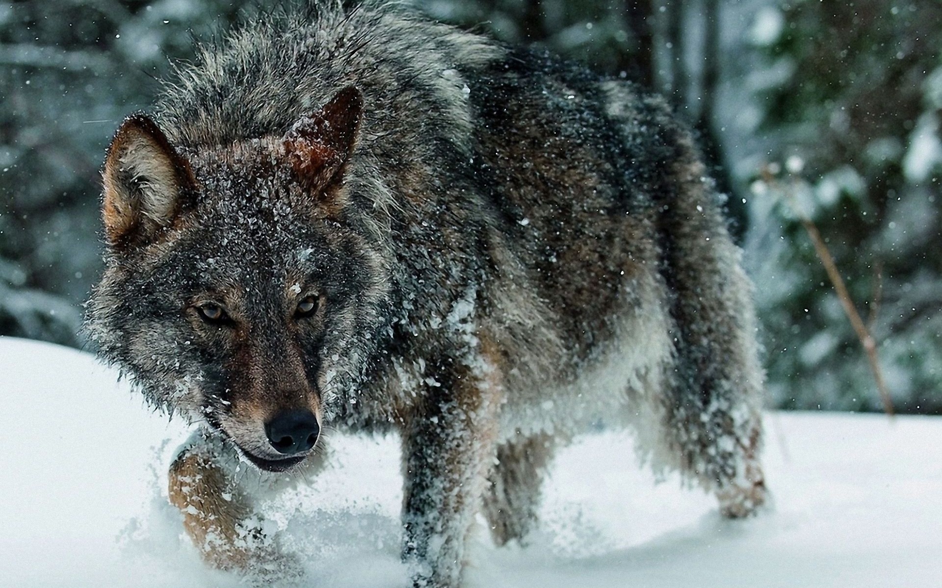 صور الذئب