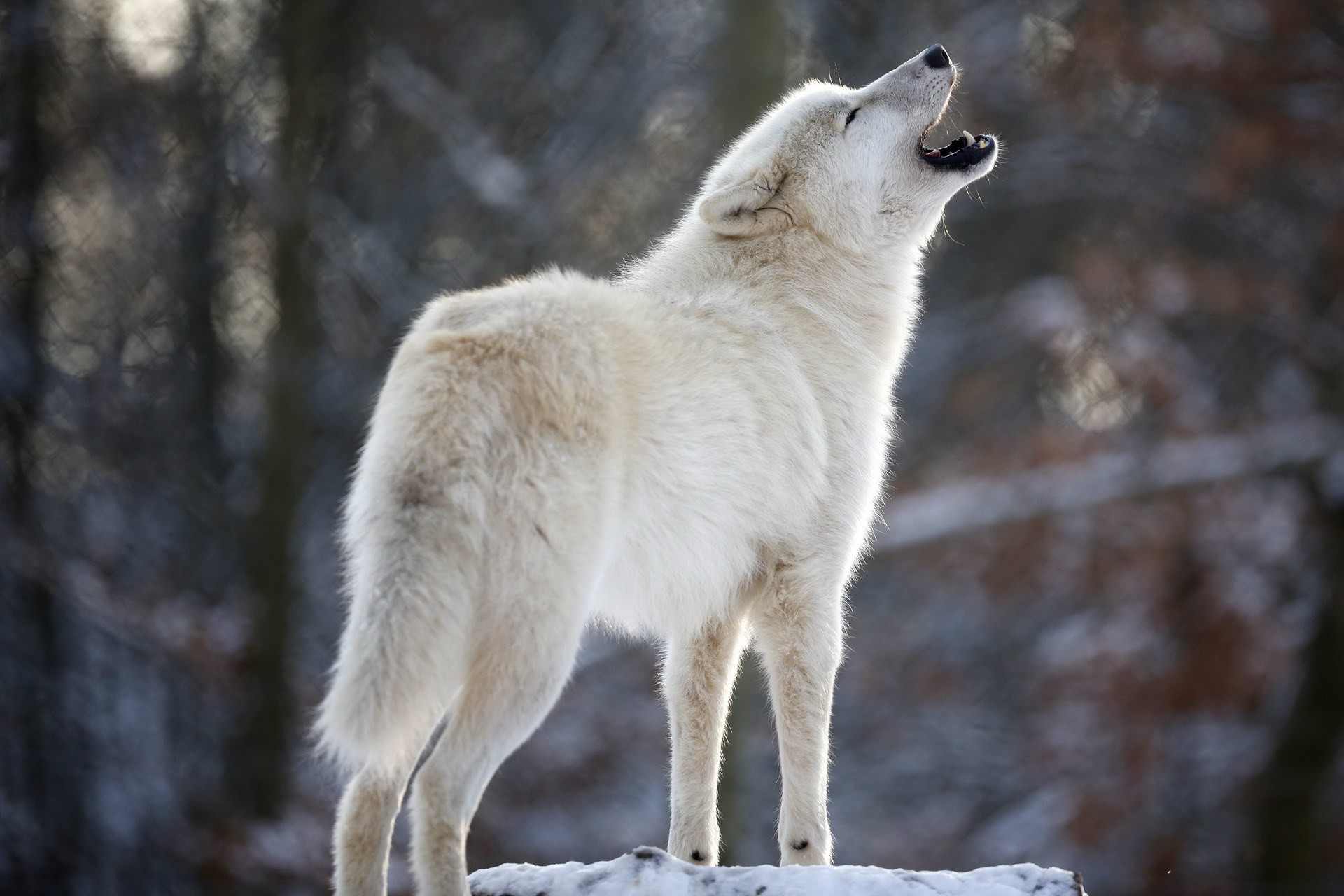 White wolf howl