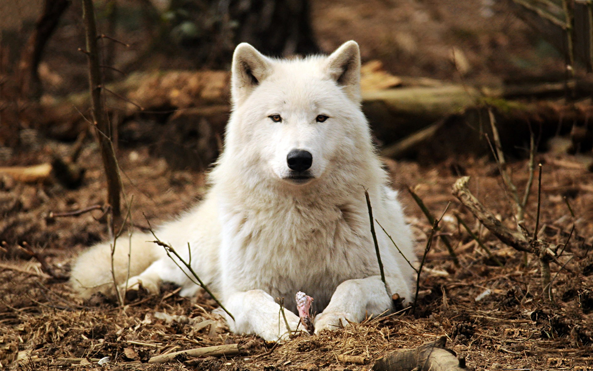 Lobo branco