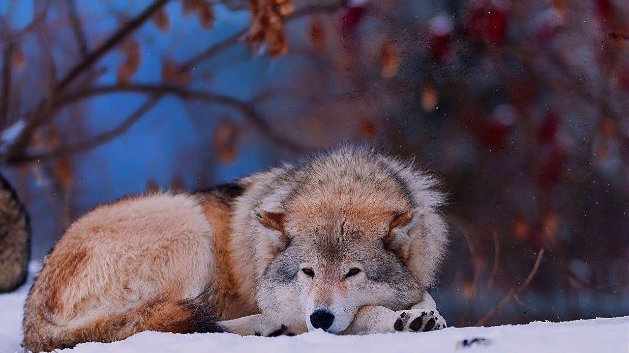 Lobo descansando na neve