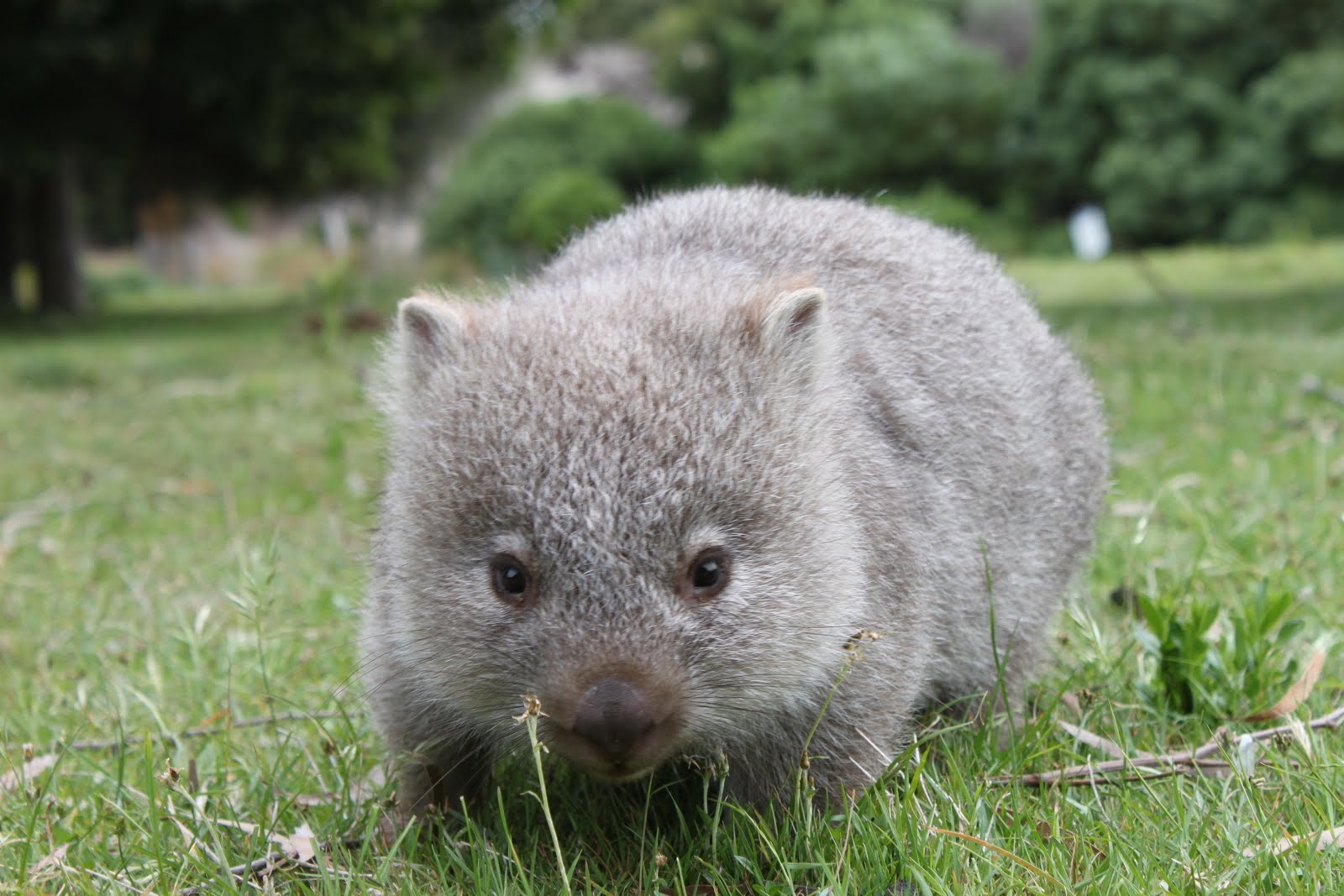 Wombat фотосуреттері