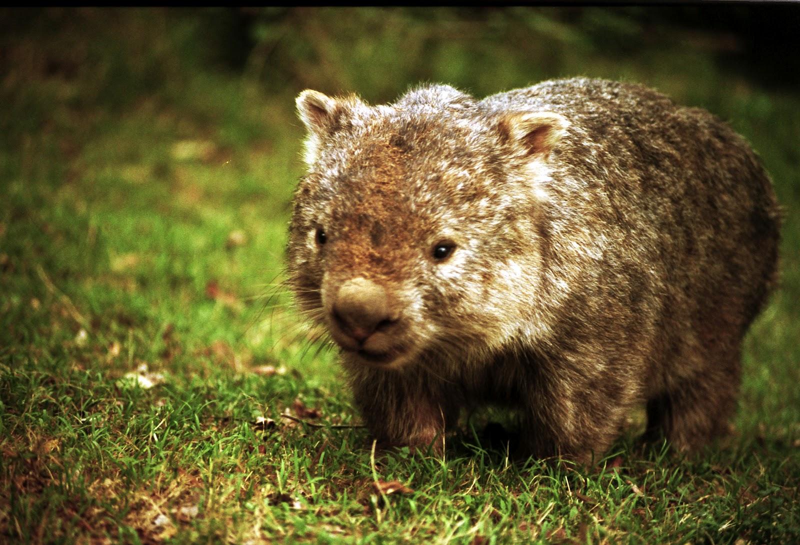 Wombat-Fotos