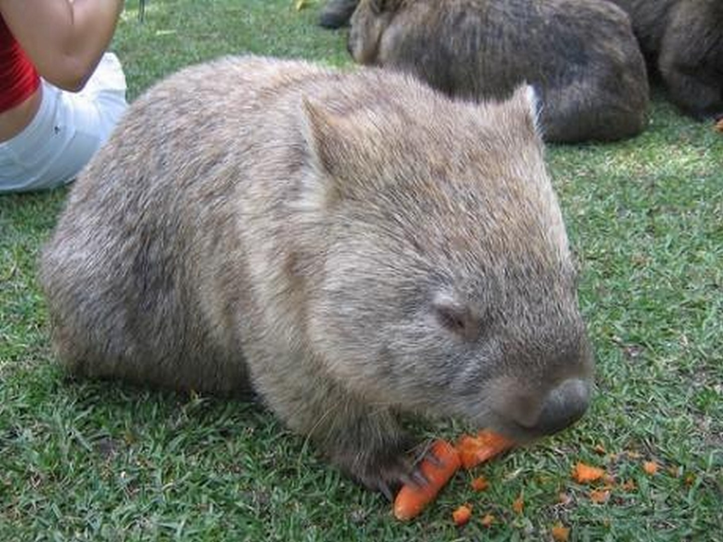 Wombat isst Karotten