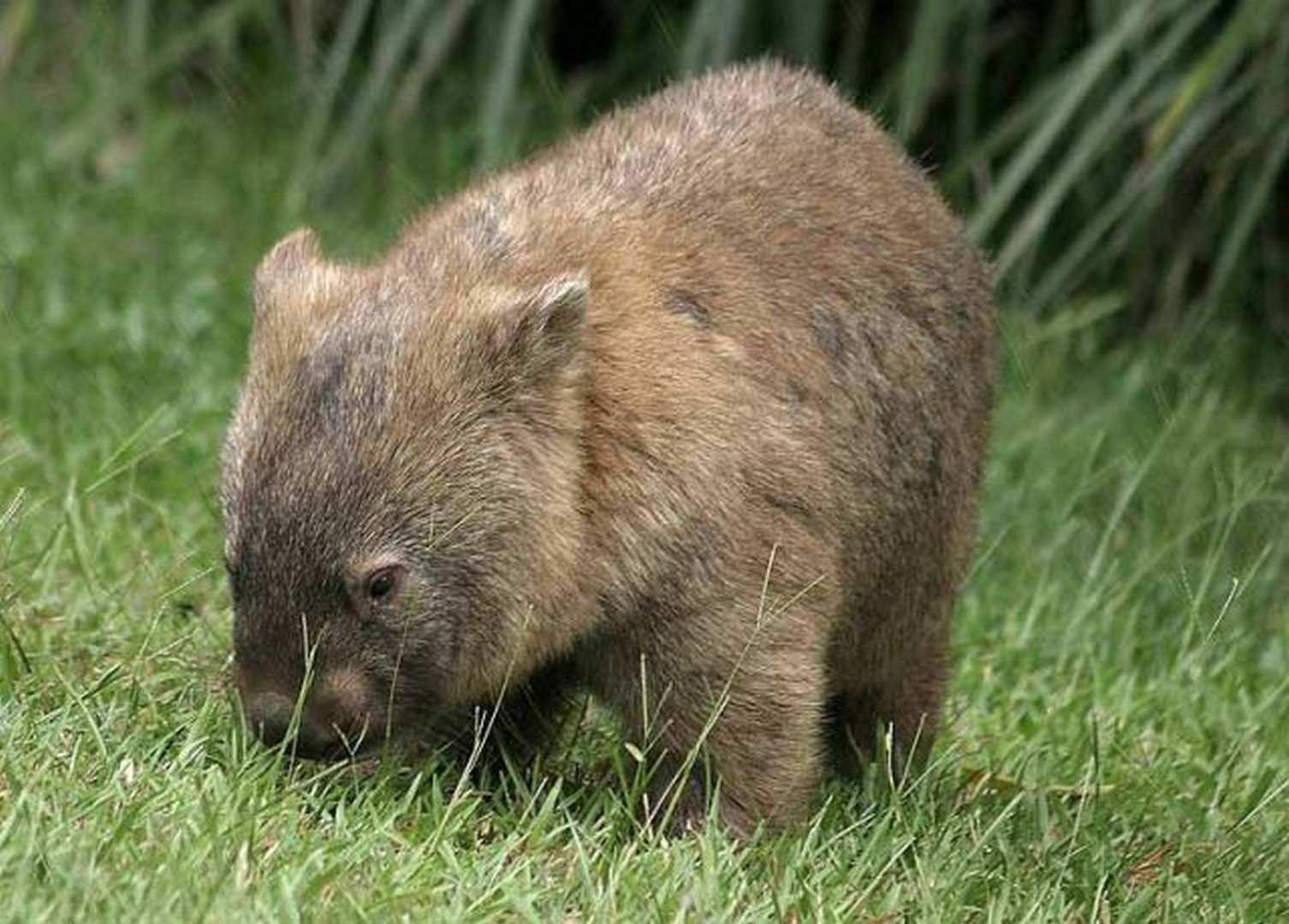 Wombats uz zāles