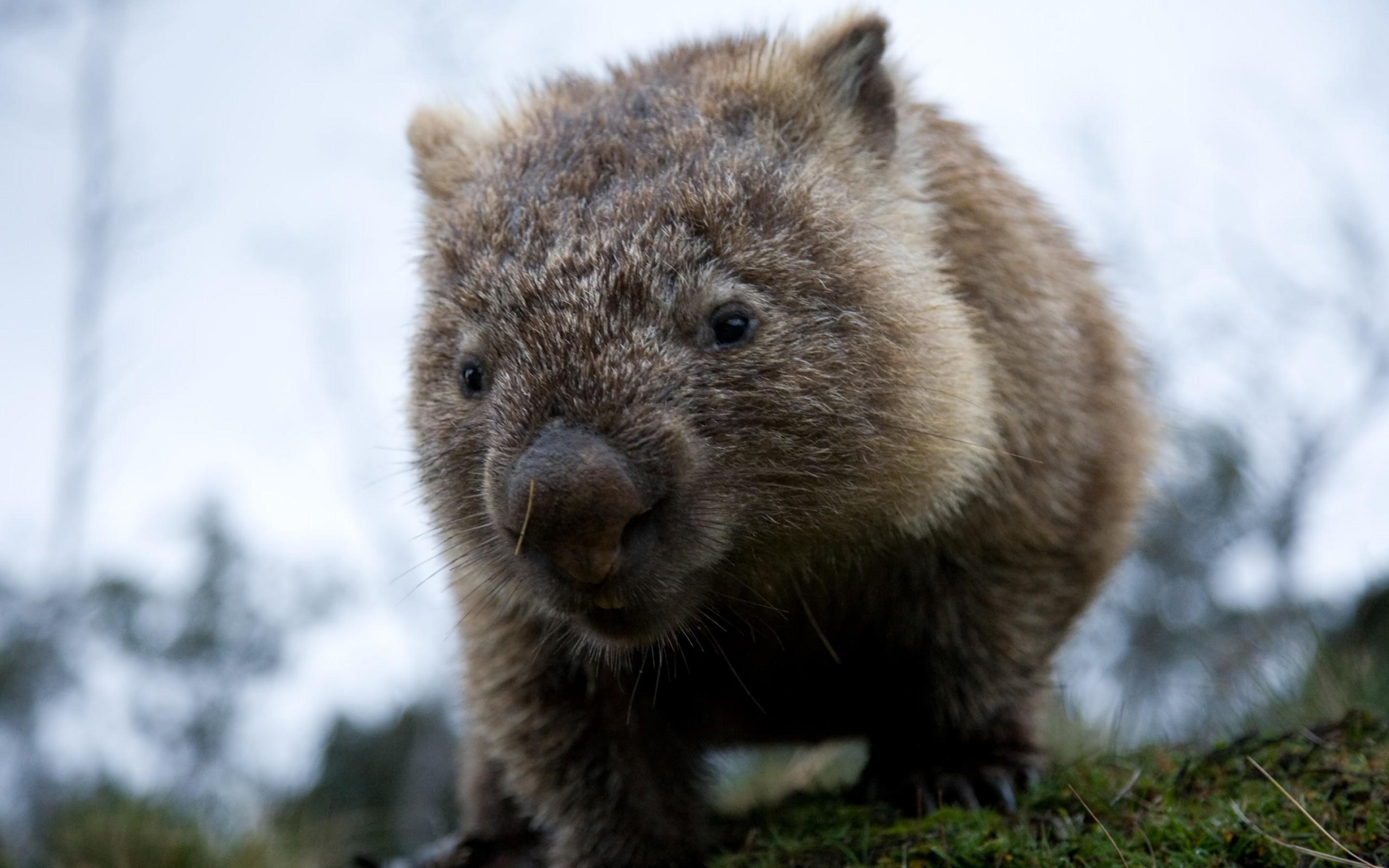 Museau de Wombat