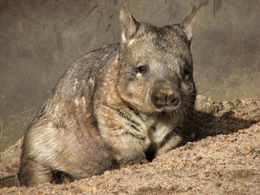 Wombat hviler