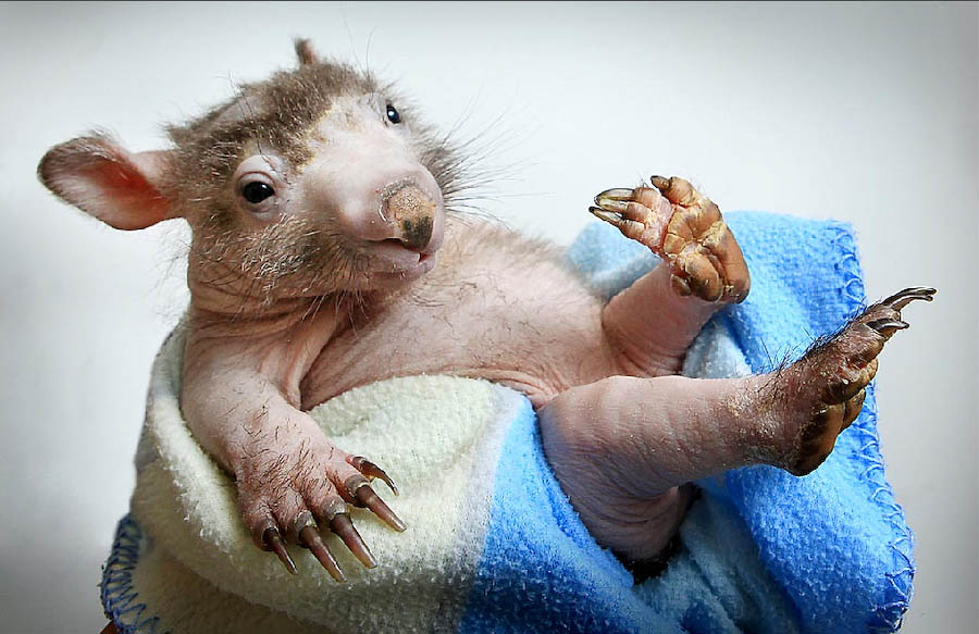 Wombat Джои