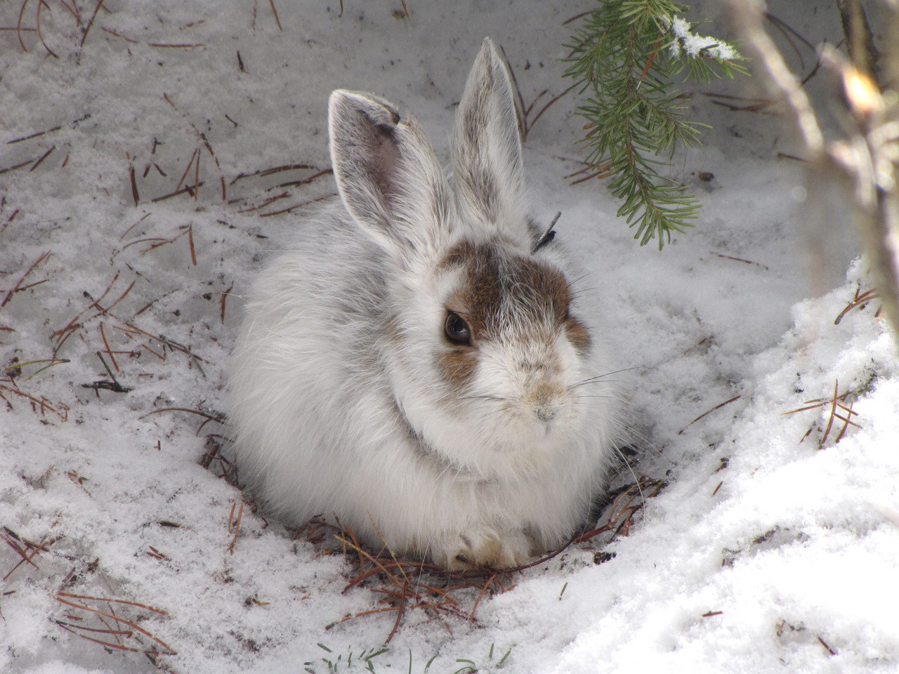 خرگوش در برف
