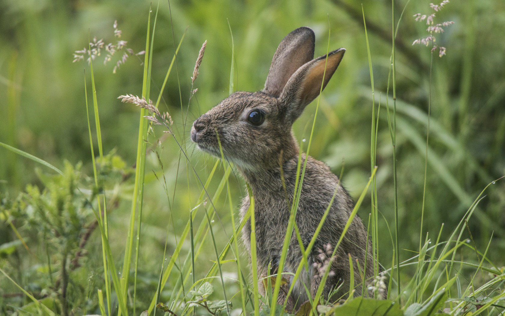 Hare in l 'erba