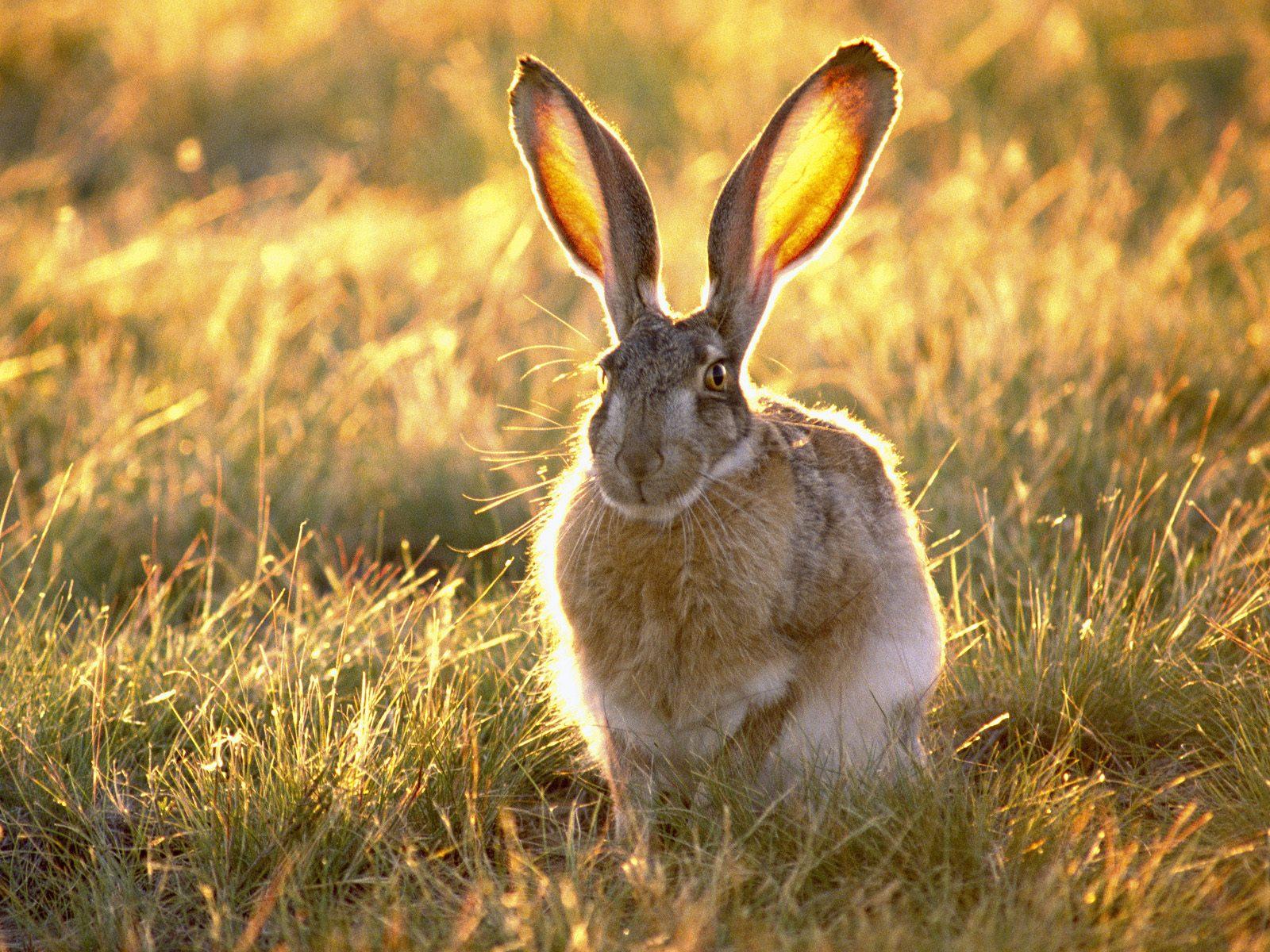 Eared rabbit