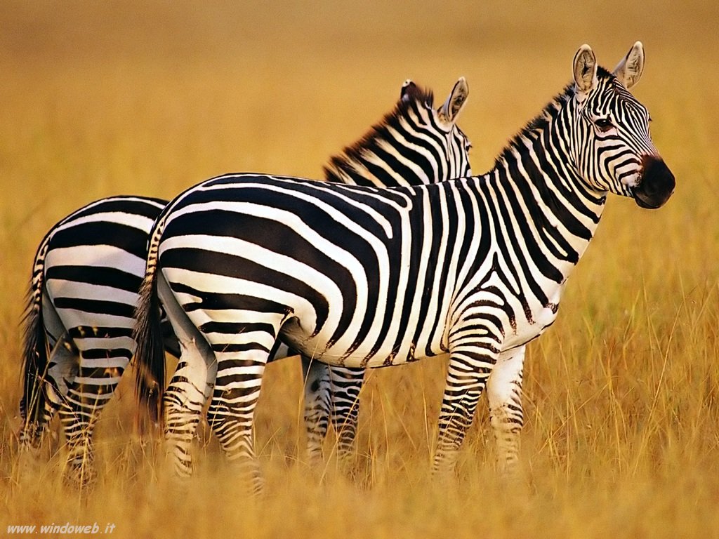 Li-Zebra