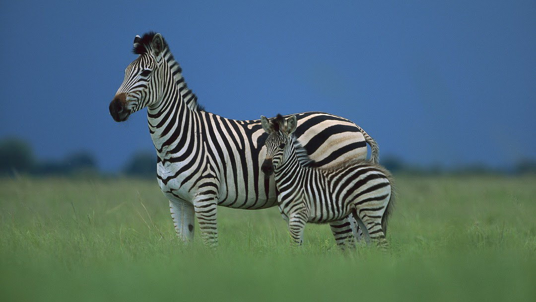 Zebra com filhote