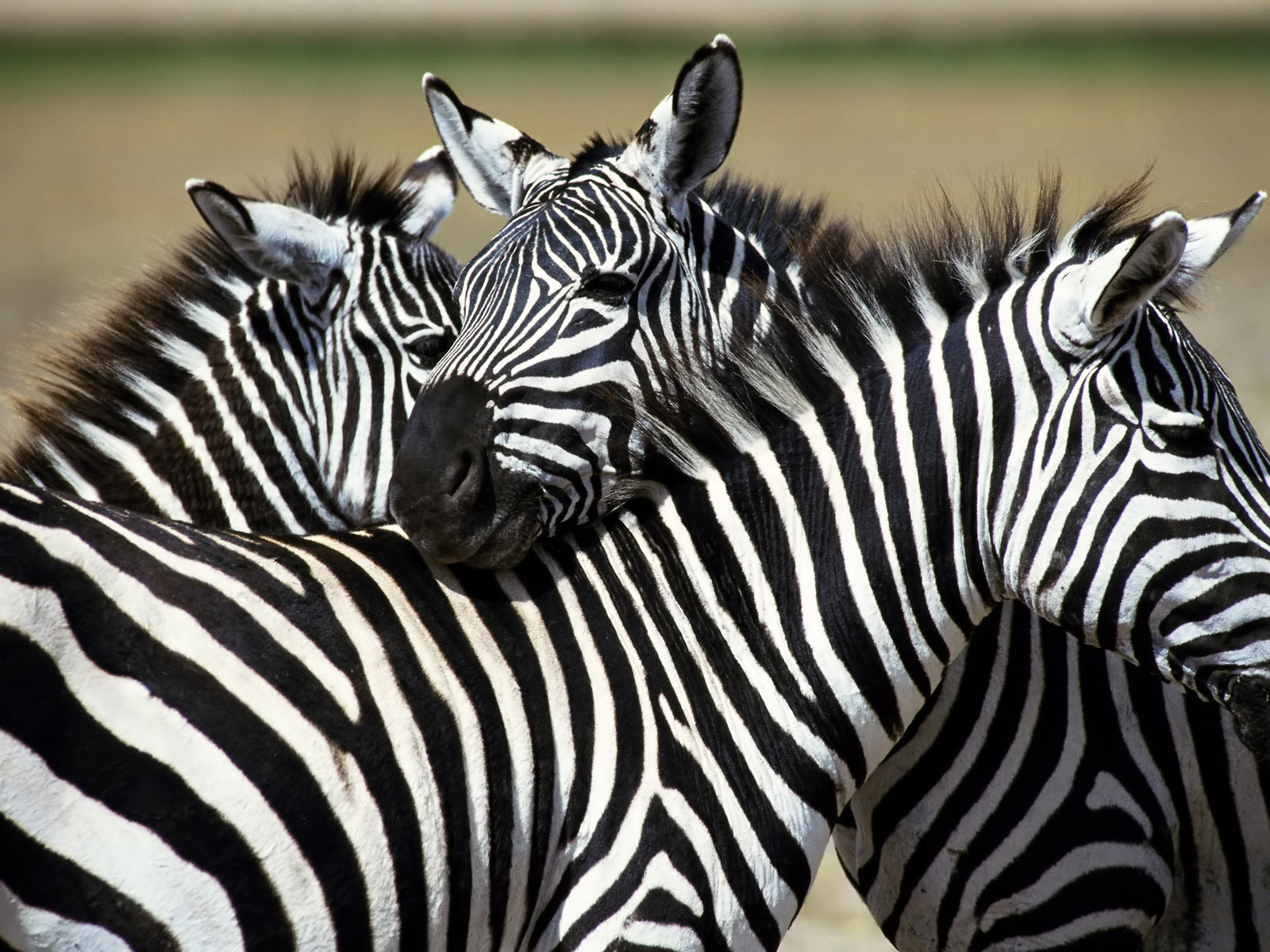 তিন zebras