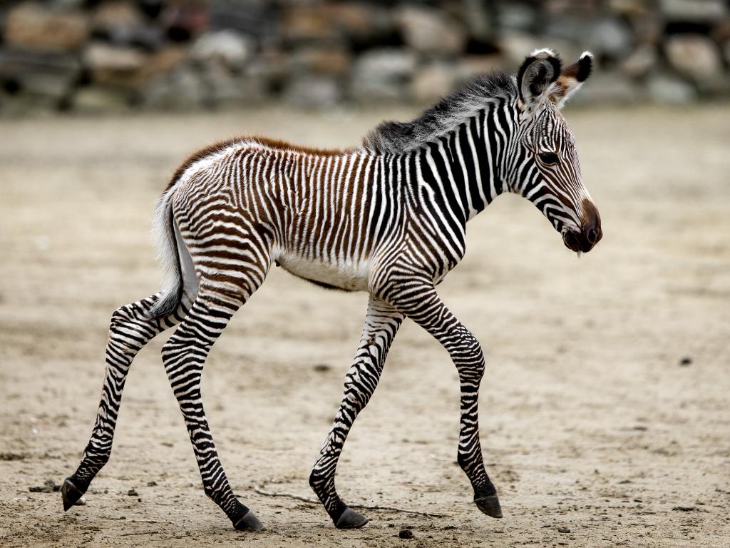 Bayi zebra