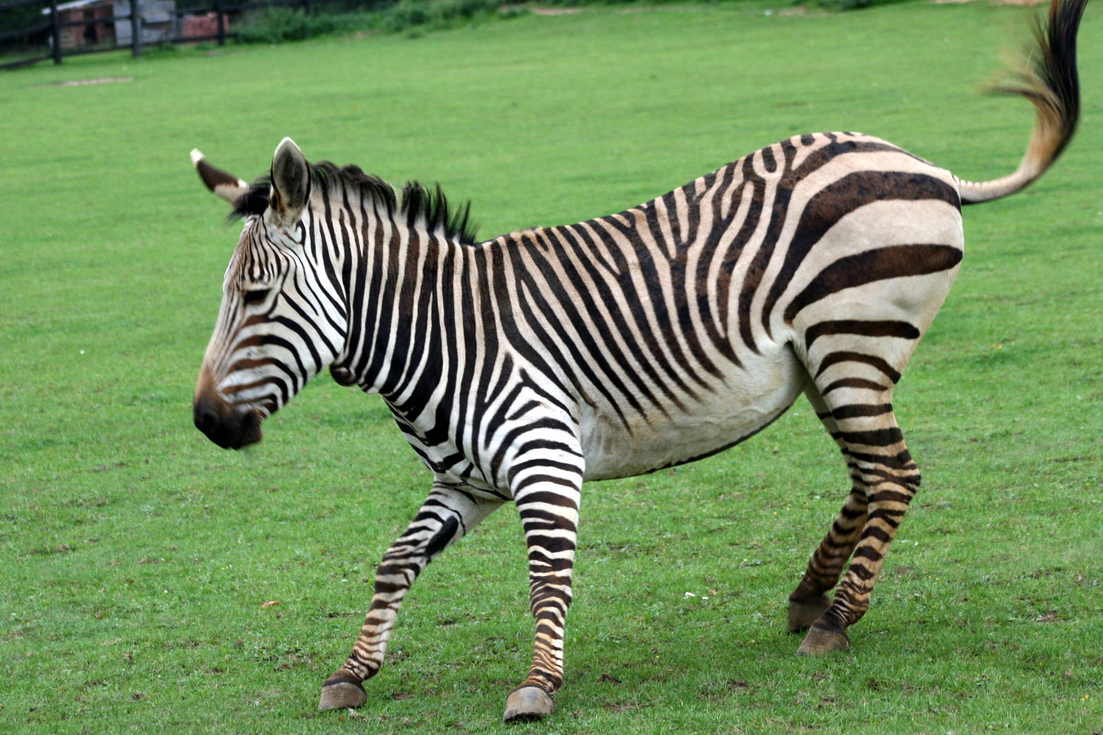 Zebra na fotografii