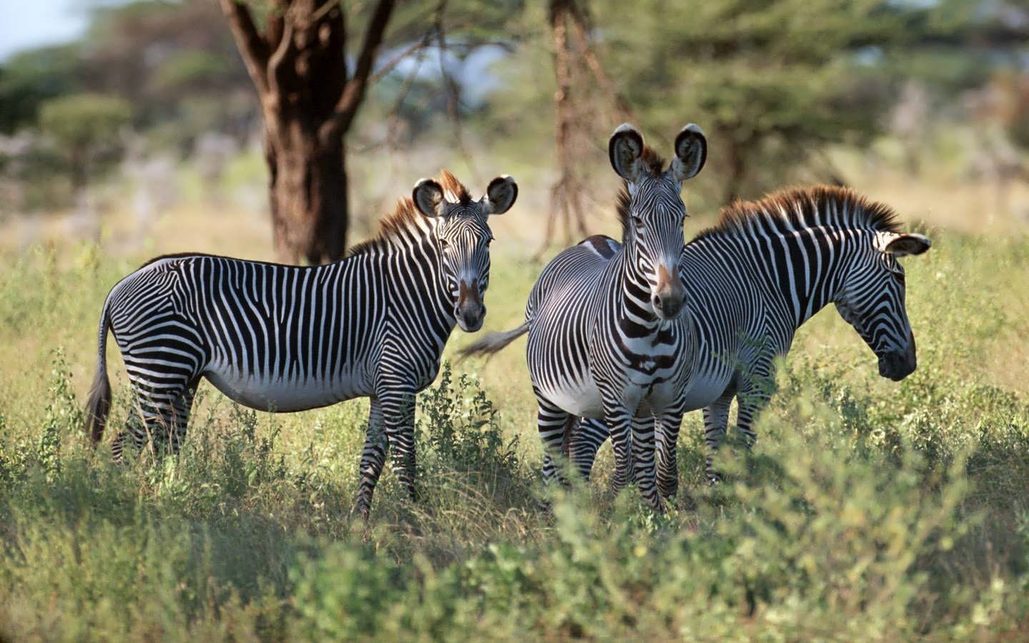 Tre zebra