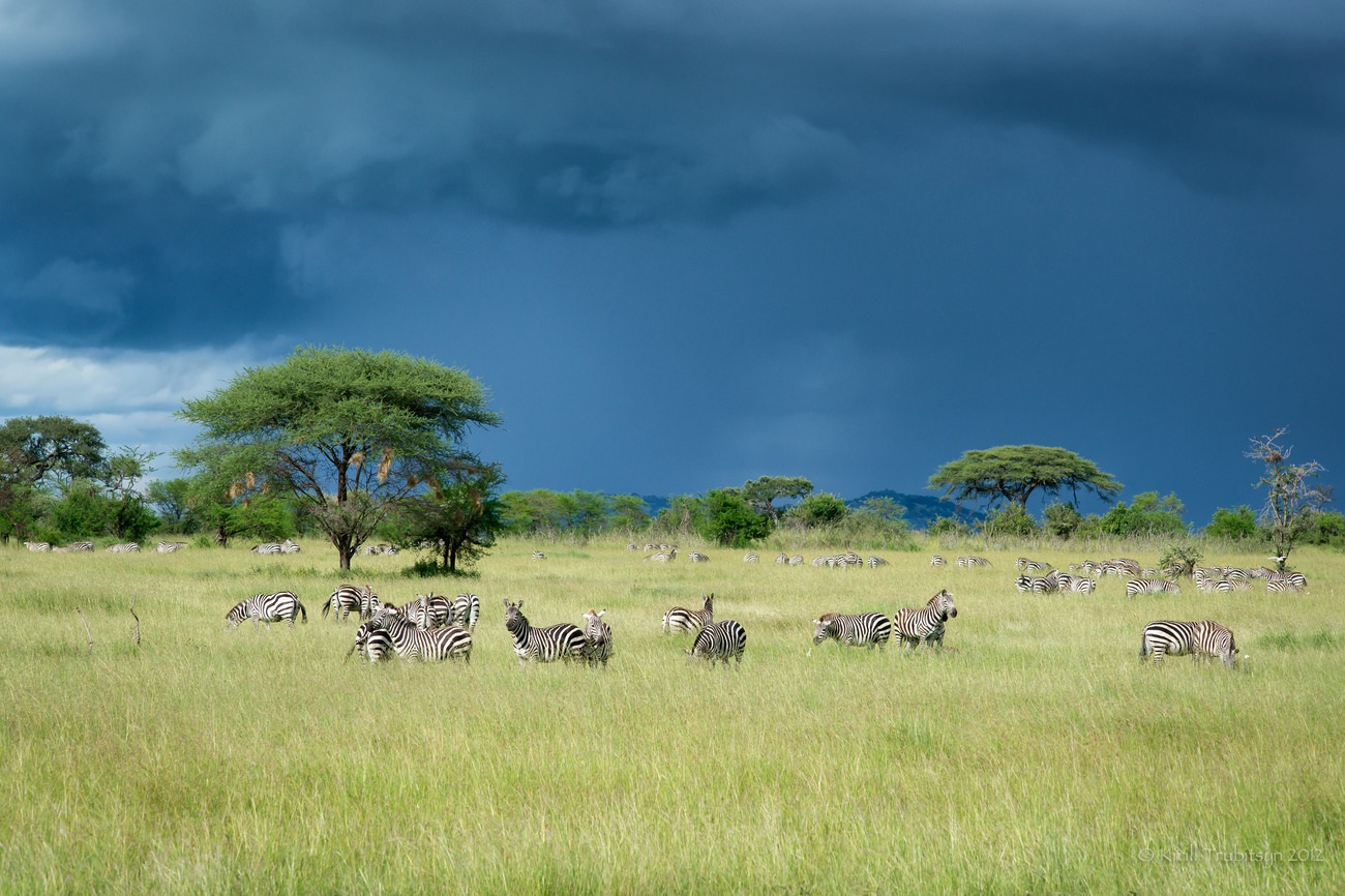 Зена Серенгети ұлттық паркінде, Танзания