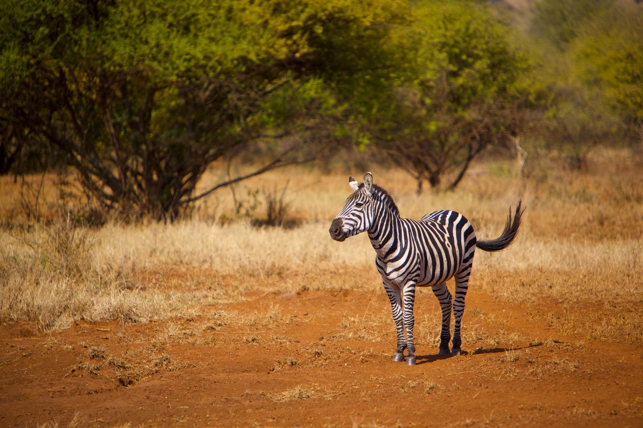 Zebras no Serengeti