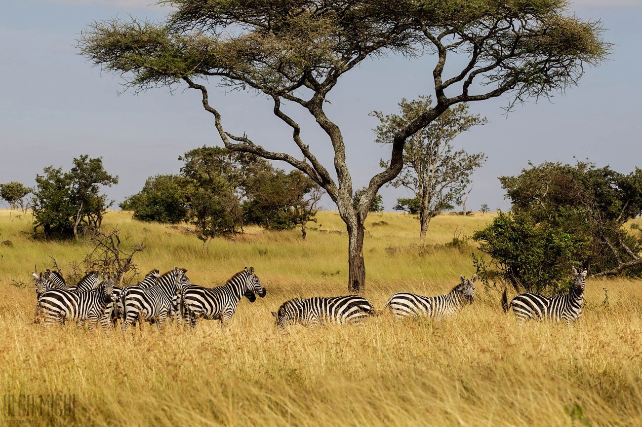 Serengeti shahridagi Zebralar