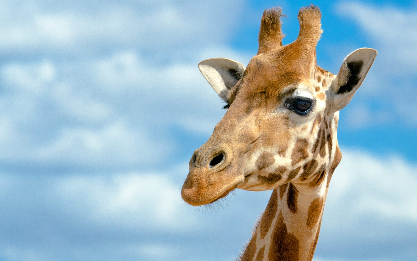 Foto av en giraffe