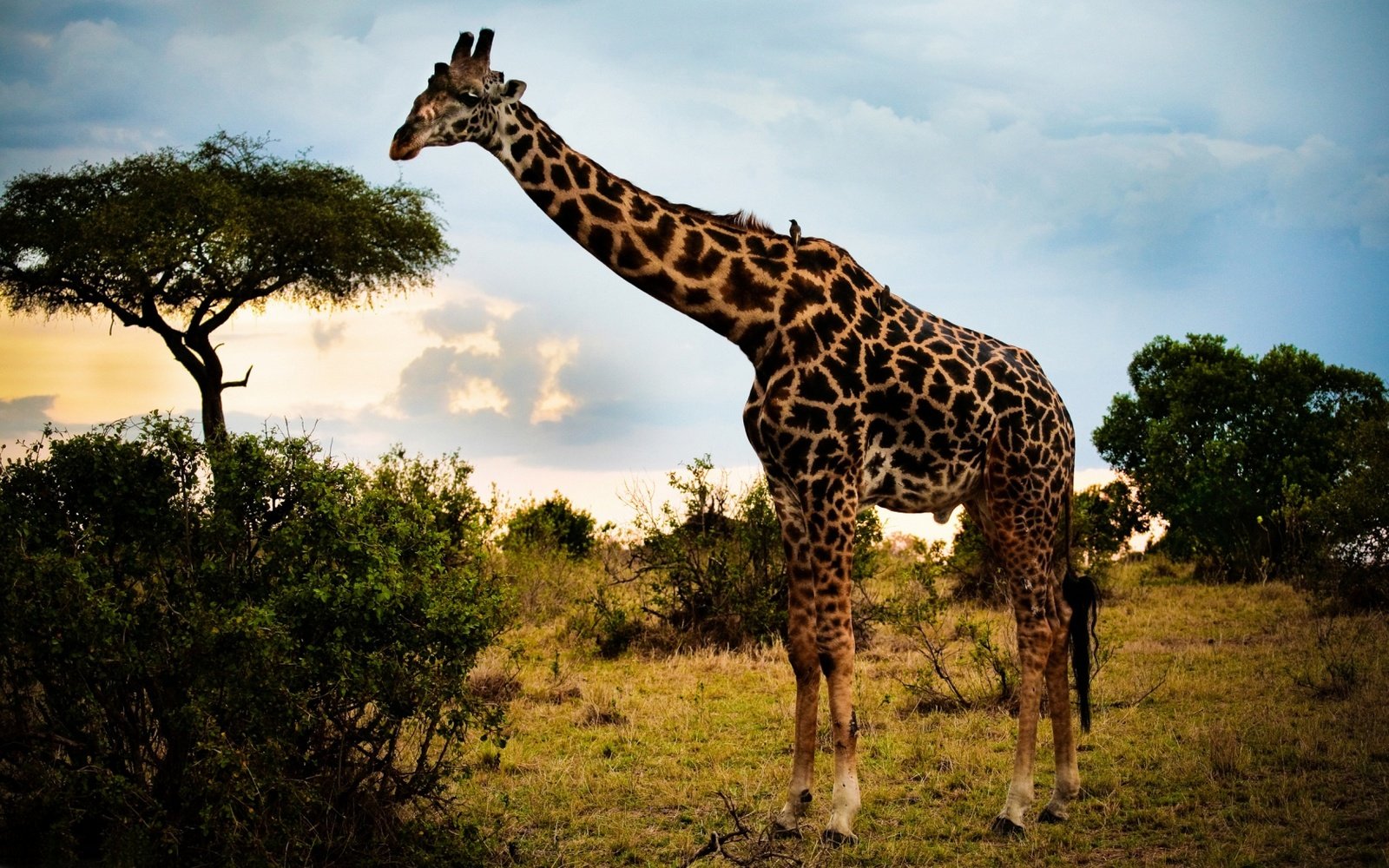 Foto de uma girafa ao pôr do sol