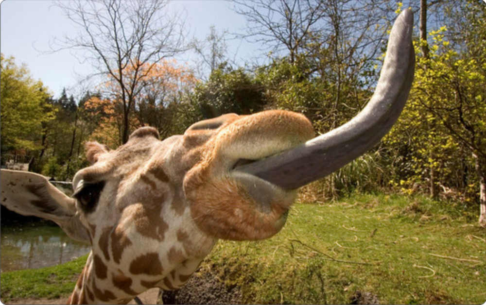 Жирафа јазик