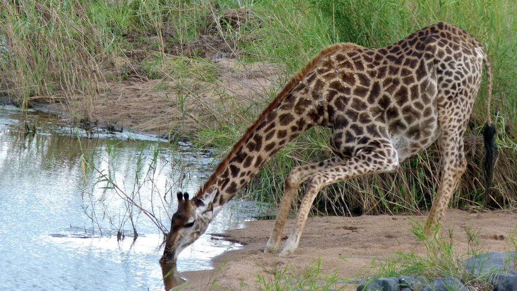 Giraffa al posto d'innaffiamento