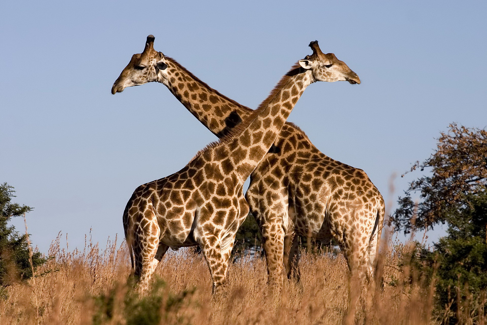 I-pair of giraffes