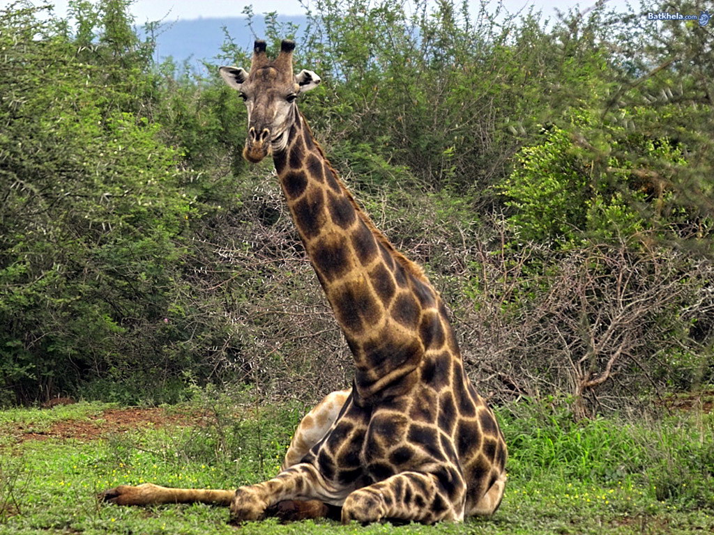 Жираф почивка