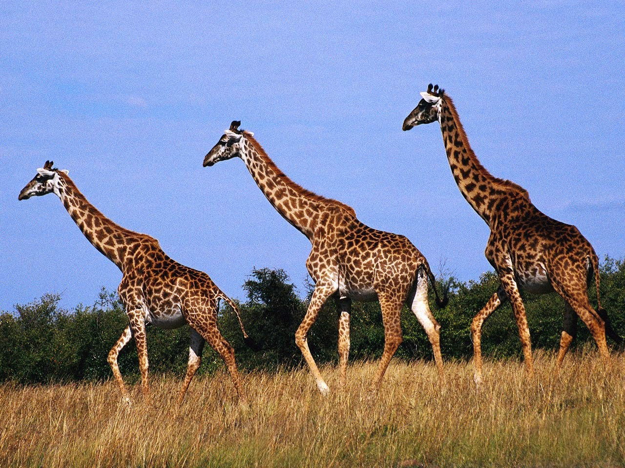 Tri žirafe