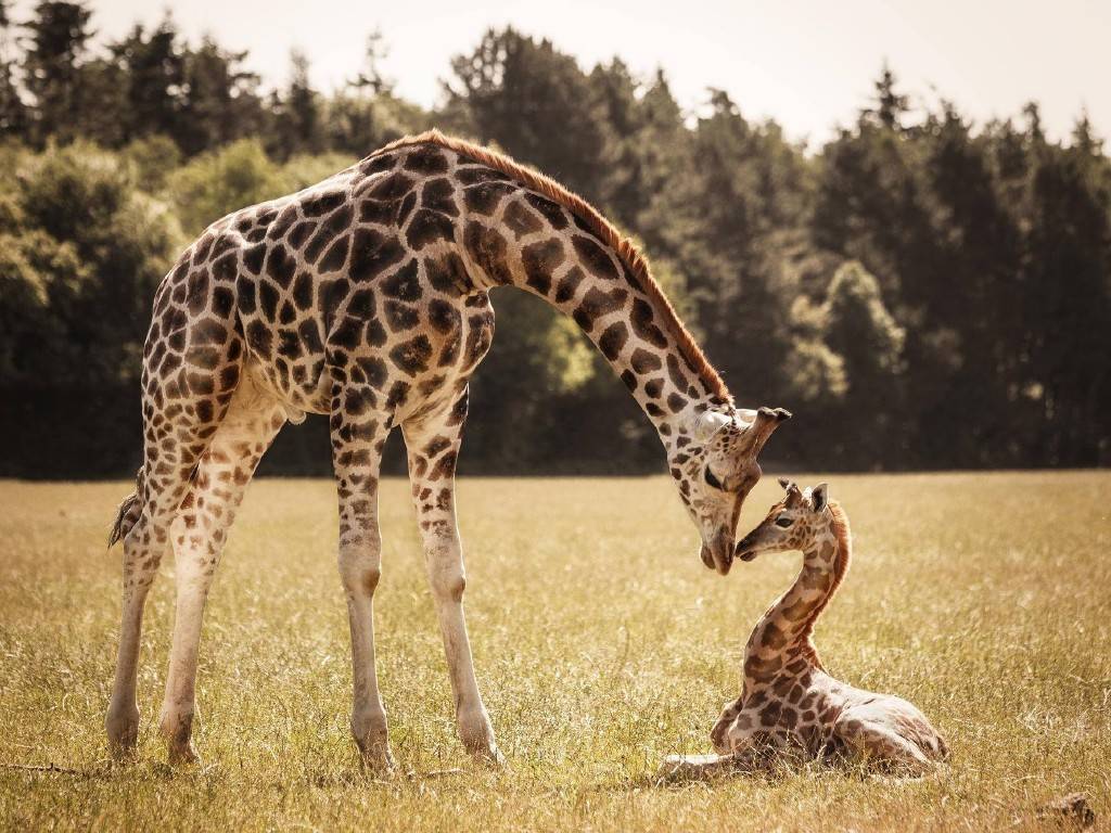 Kvinne giraffe med en cub