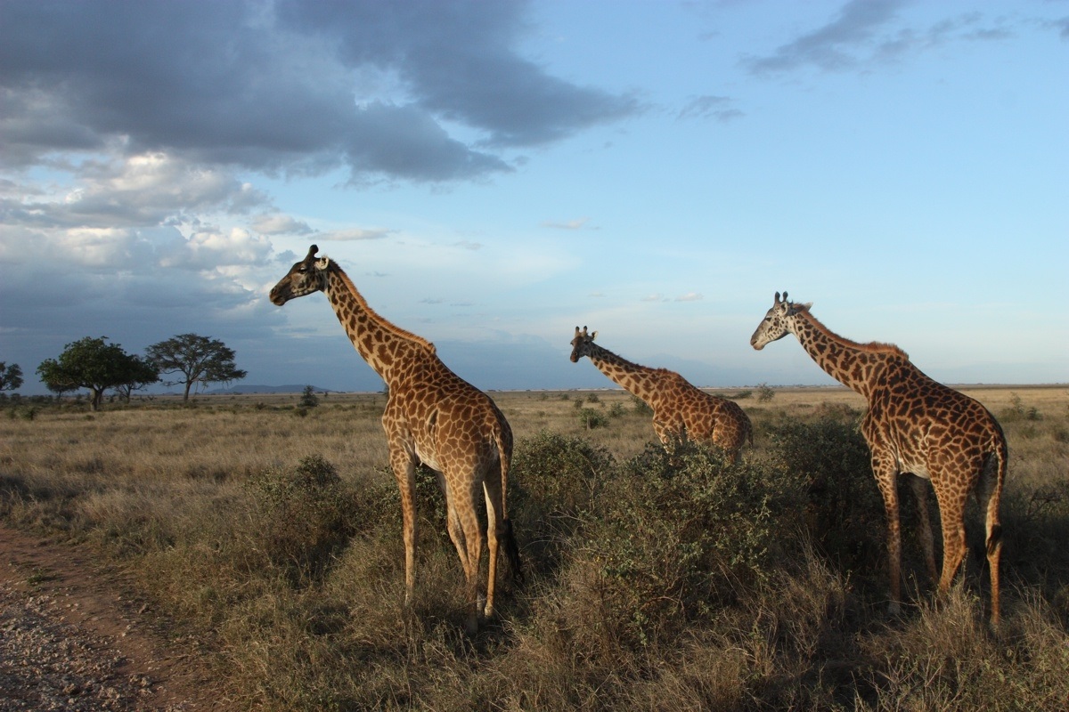 Giraffes Sunset i bPáirc Náisiúnta Serengeti