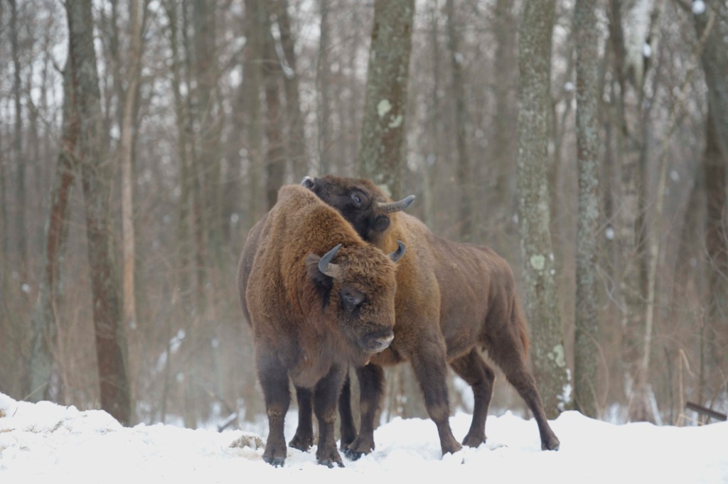 Bison în pădurea de iarnă