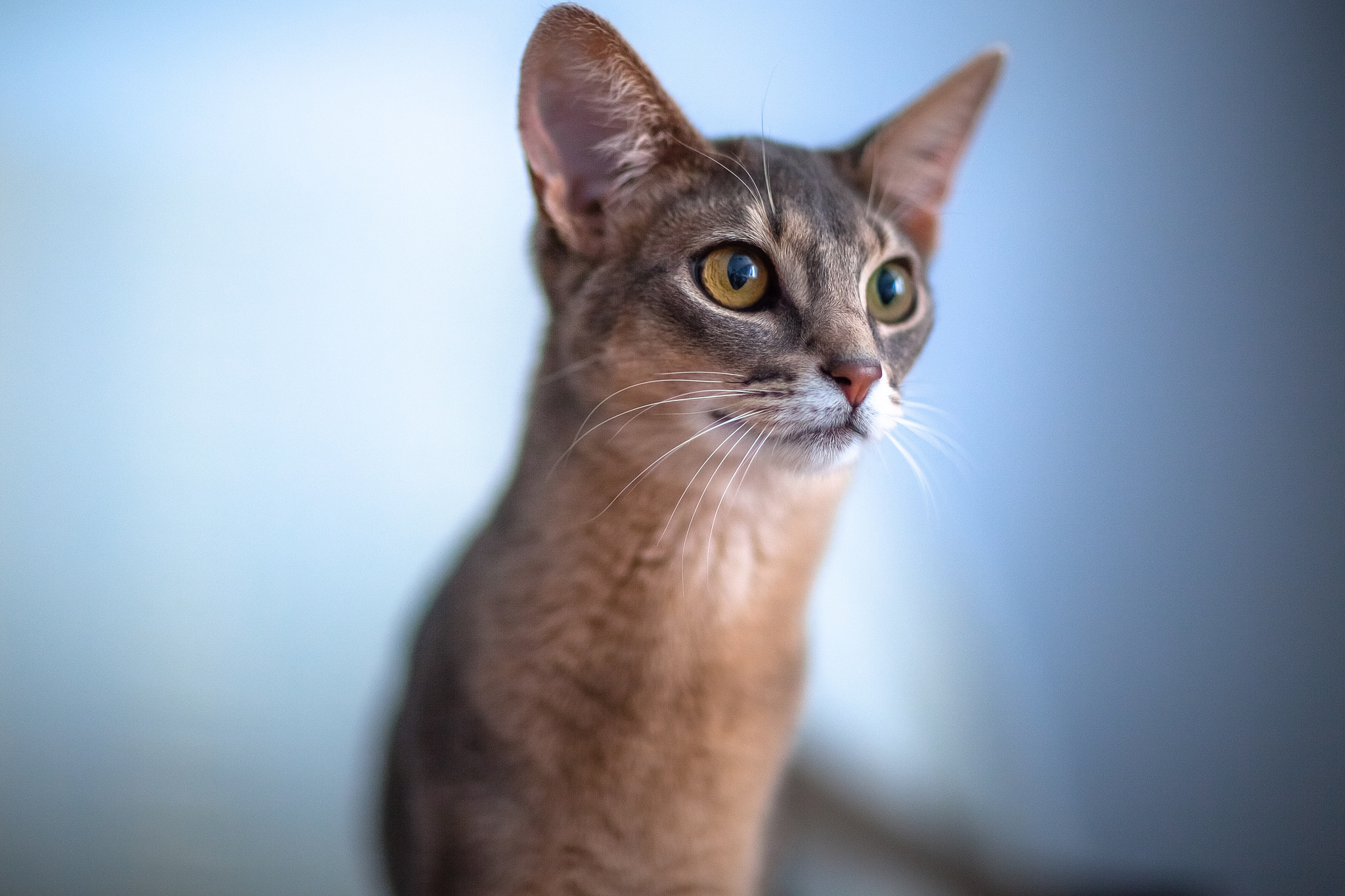 Abyssinian pipi