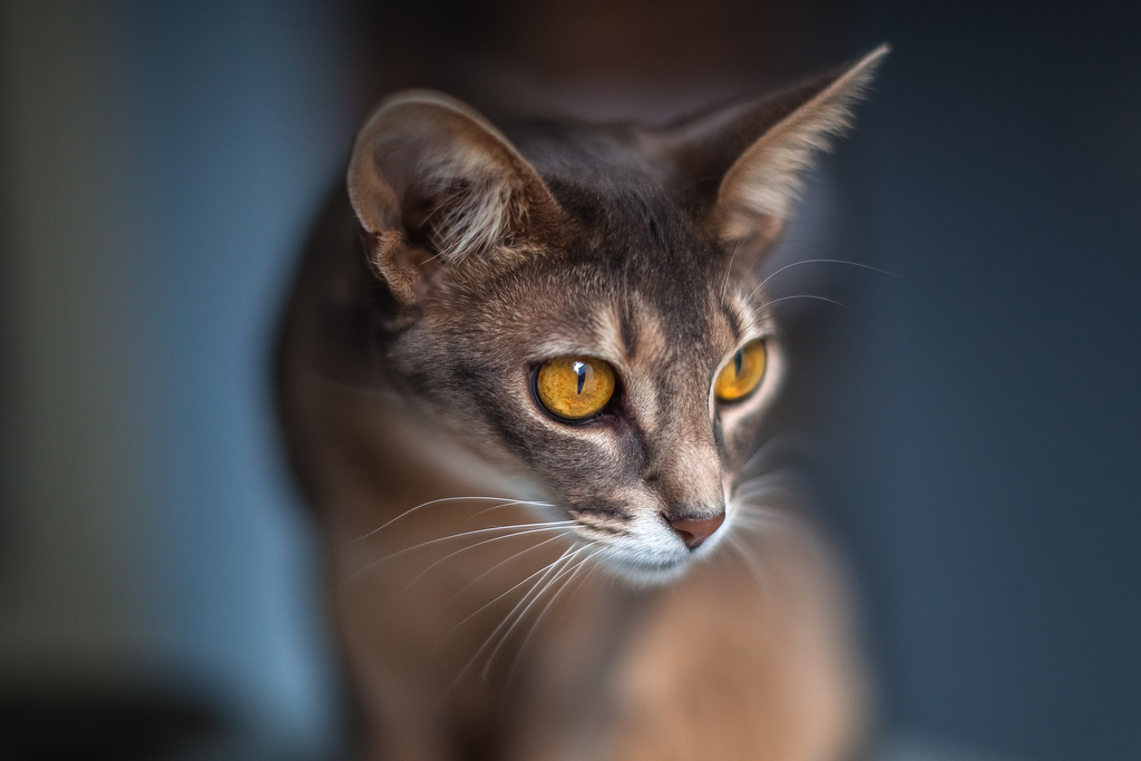 Abyssinian კატა