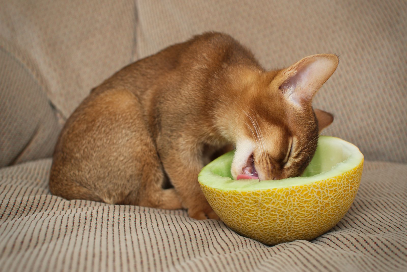 Pisica abisiniană mănâncă pepene galben