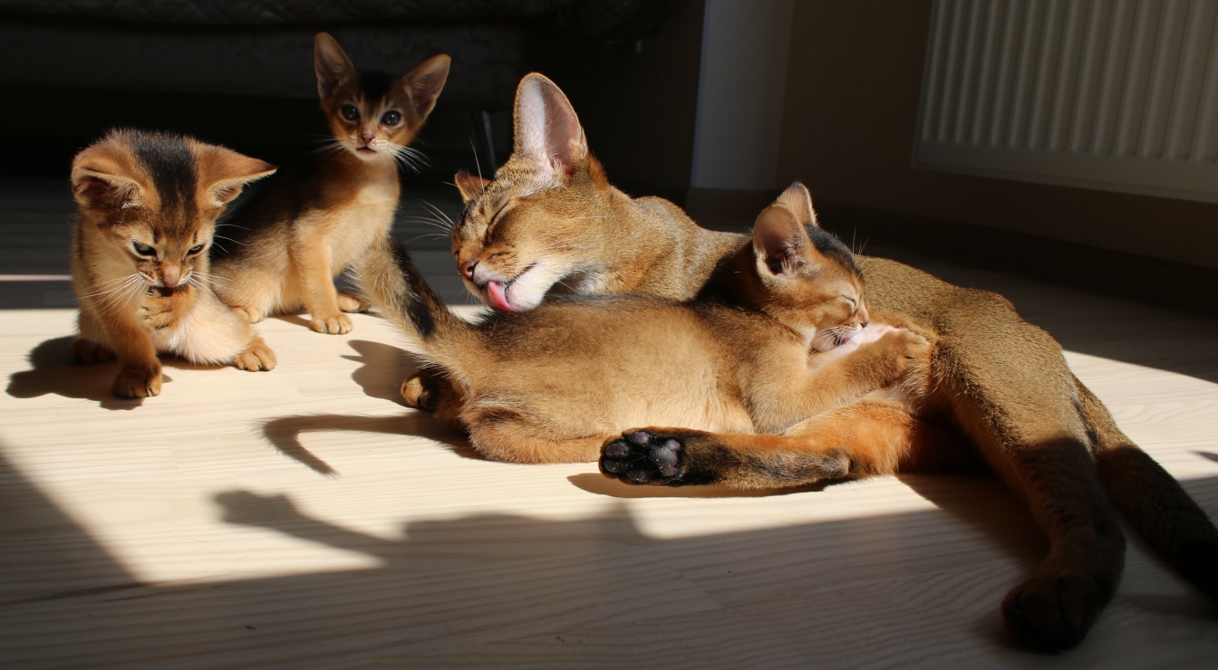 Abyssinian კატა ერთად brood kittens