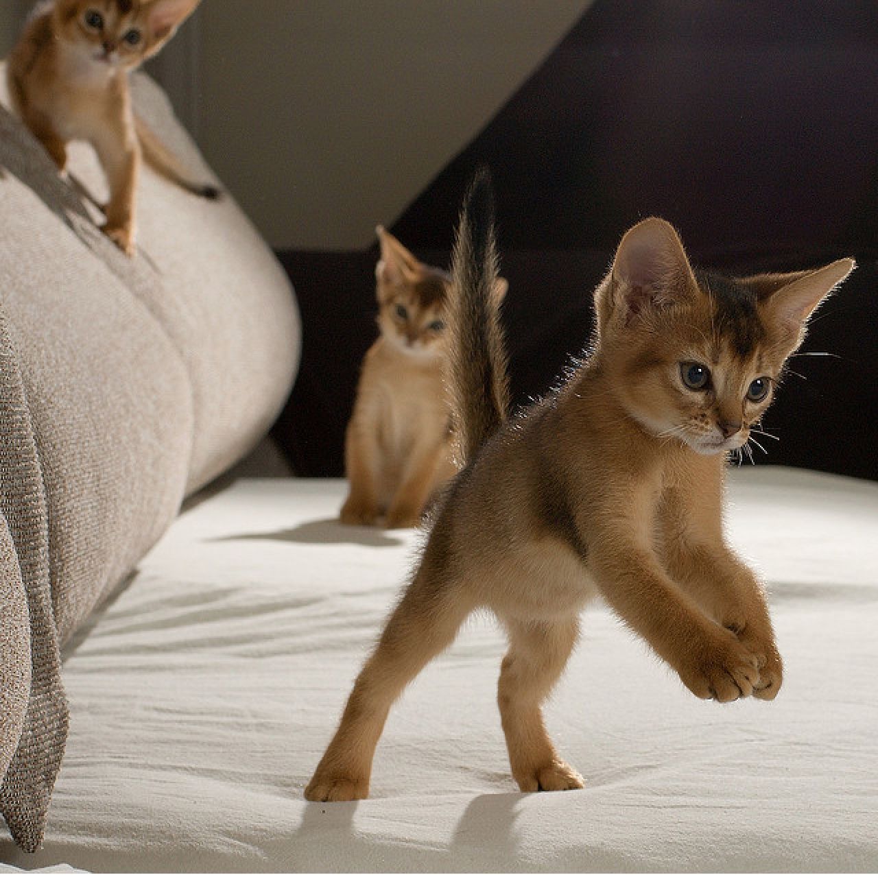 Abyssinian kittens play
