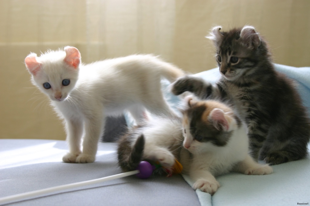 Ama-American Curl Kittens