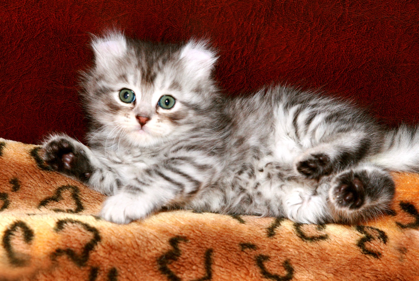 I-American Curl Kitten