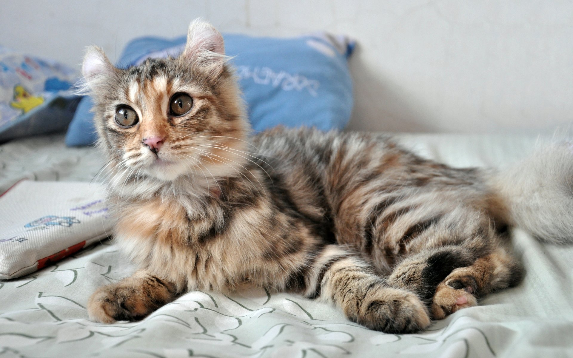 I-American Curl Kitten
