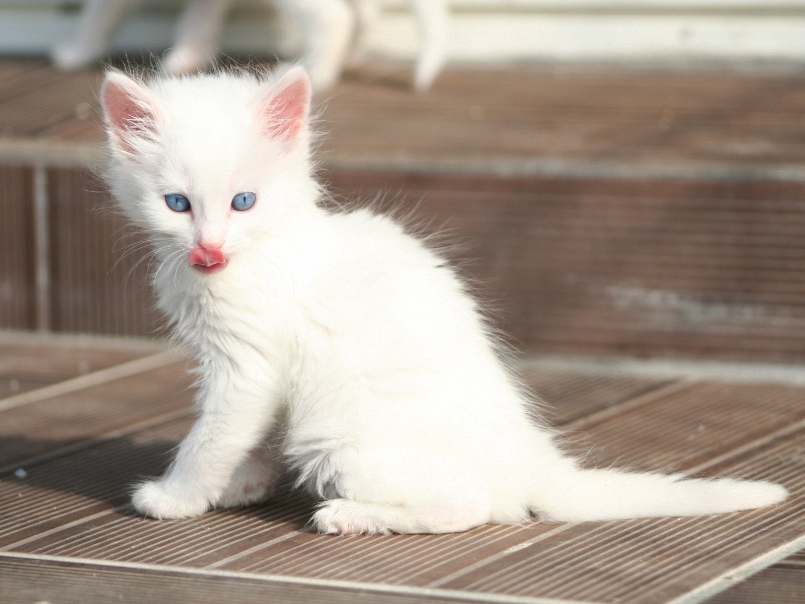 Angora kitten