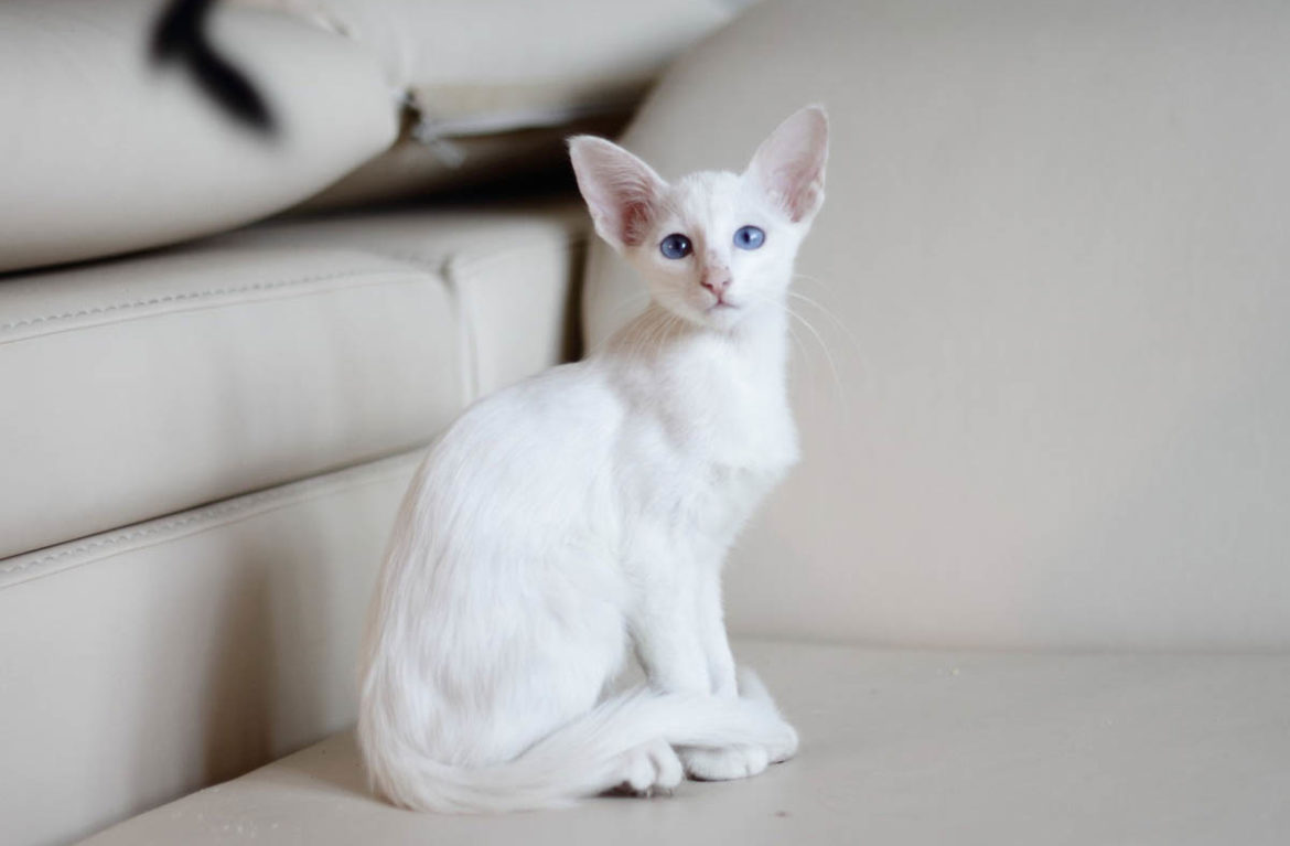 Young Balinese cat
