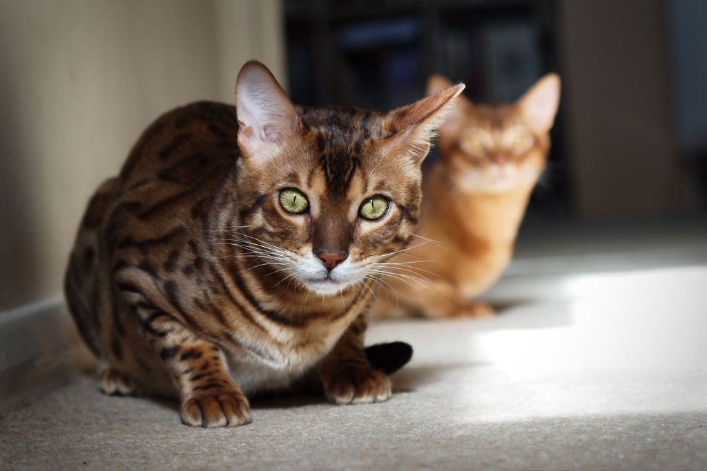 Bengal cat sa background Abyssinian cat