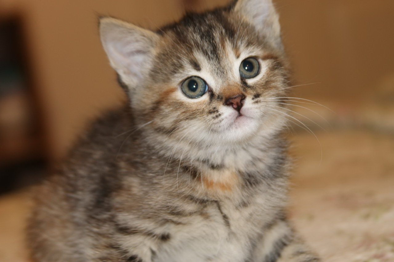 Kitten Bengal