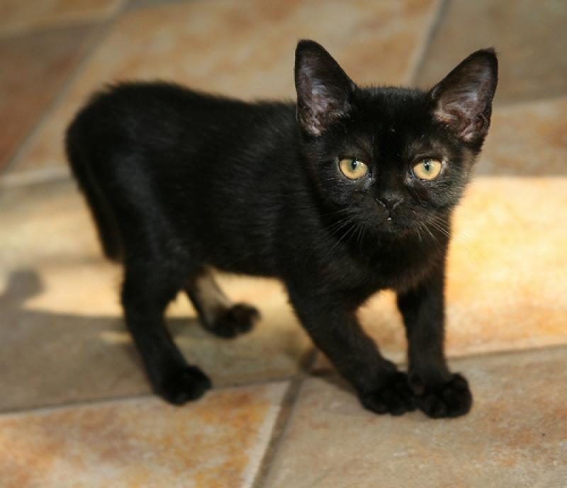 Bombay kitten