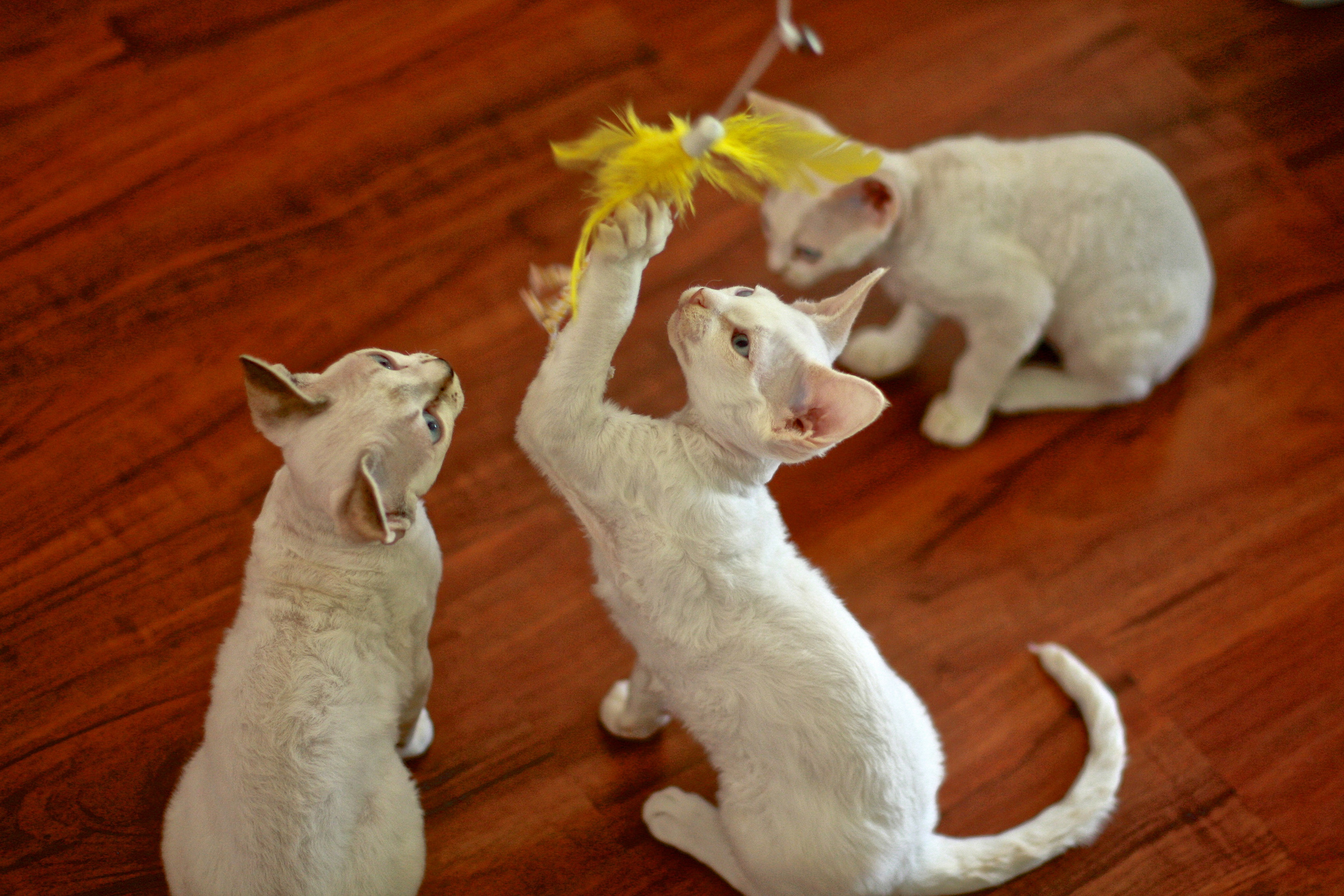 Devoni Rexi kassipojad mängivad