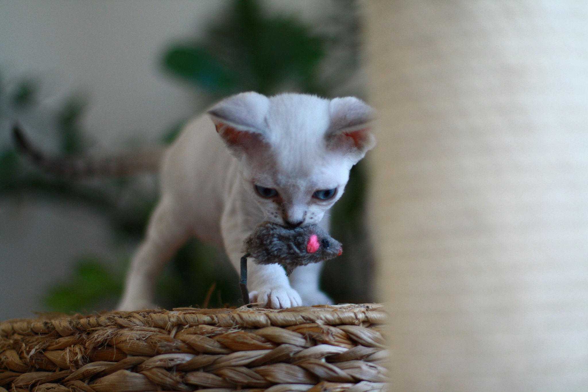 Kitten Devon Rex dengan mainan